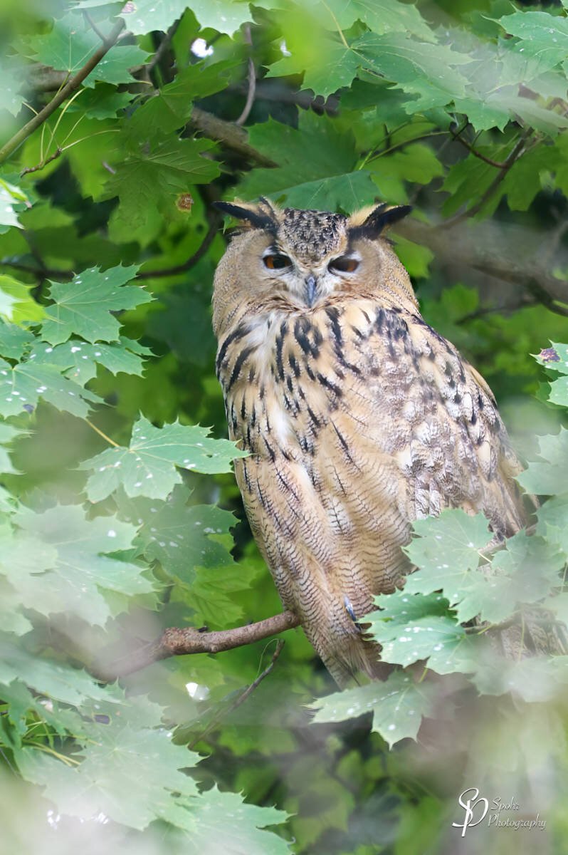 Eagle Owl - Bubo bubo

The Eurasian eagle-owl (Bubo bubo) is a species of eagle-owl, a type of bird that resides in much of Eurasia. It is also called the Uhu, and it is occasionally abbreviated to just the eagle-owl in Europe and Asia.