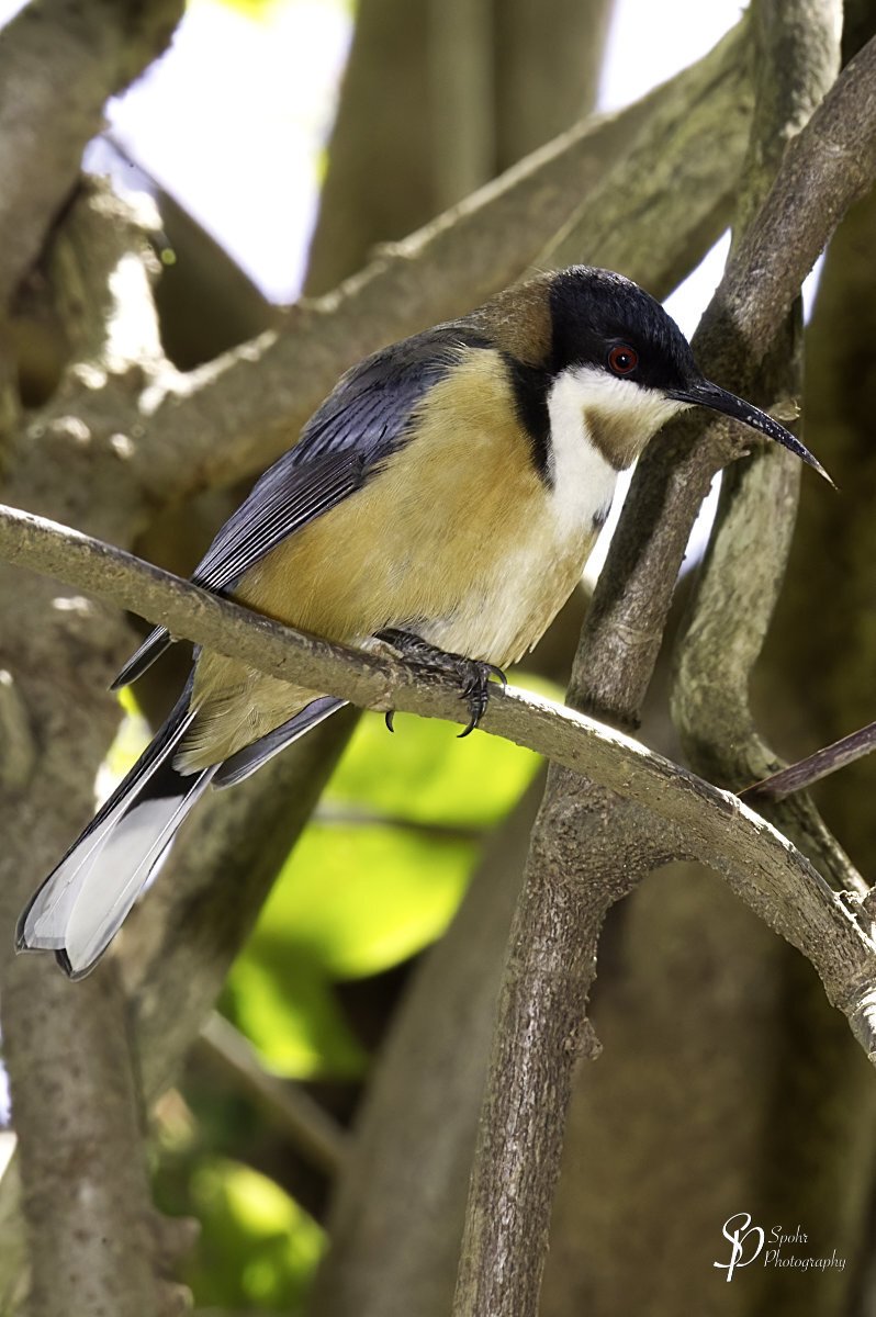 Eastern Spinebill - Acanthorhynchus tenuirostris

The Eastern Spinebill is most easily recognised by its very long, fine, down-curved beak and energetic flight, during which its white outer tail feathers are prominent. Males have a grey-black crown which extends in a black line on either site of the breast. The breast and throat are white, with a rufous patch in the centre of the throat. The wings and lower back are dark grey and the underparts and upper back are buff.

Females are similar to males, but have less distinct markings.