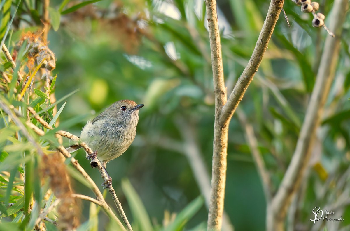 Small bird sitting on a thin branch looking at the camera.

The Brown Thornbill is a small bird, but is one of the medium-sized and more common of the thornbills. It has olive-brown to grey upper parts, with a warm reddish-brown forehead scalloped with paler markings. The rump has a reddish-brown patch, the tail is grey-brown with a black band and a pale tip, and the underparts are off-white, streaked blackish on the chin, throat and chest. The eye is dark red. The sexes are similar and young birds are only slightly different to adults, with a duller eye. (Text Source: Australian Museum)