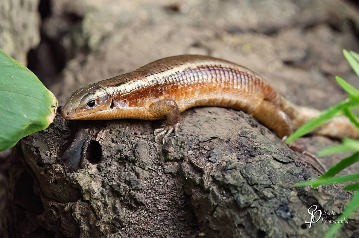 Madagascar girdled lizard - Zonosaurus madagascariensis

The Madagascar girdled lizard or Madagascar plated lizard (Zonosaurus madagascariensis) is a species of lizard in the family Gerrhosauridae. It is found in Madagascar, some outlying islands (Nosy Be and the nearby islands; Grande Glorieuse) and the Seychelles (Cosmoledo). This generally common lizard is found in a range of habitat types, including open and degraded humid forest at mid and low altitudes. It also occurs in plantations. On Cosmoledo, it occurs in open shrubland. This oviparous lizard grows to 30 cm (12 in) total length. (Text Source: Wikipedia)