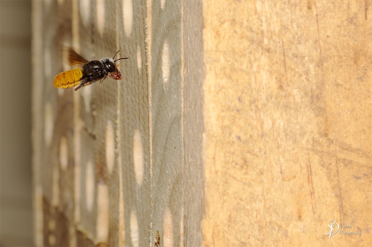 A fire-tailed resin bee approaching our insect hotel with resin to build a nest in one of the hollows. Megachile mystaceana, the fire-tailed resin bee, is a species of bee in the family Megachilidae. It was described by Charles Duncan Michener in 1962.