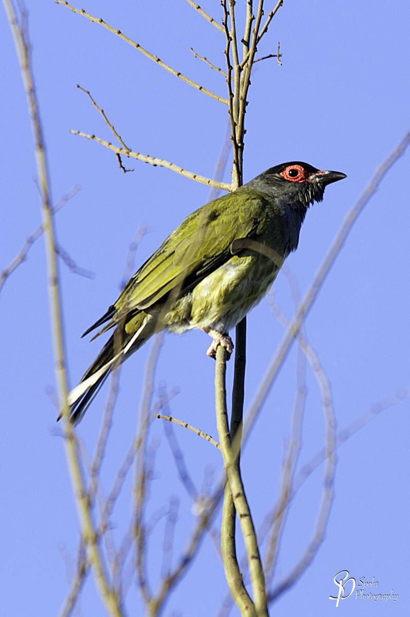 Male Australasian Figbirds have bare, red skin around a dark eye, contrasting against a black crown and grey neck and throat. The remainder of the body is olive-green, except for a white under-tail area. Females have grey skin around the eye and lack distinctive head markings. They are brown-green above and dull-white below, streaked with brown. Both sexes have a blackish bill. There are two distinct colour forms of the males of this species. Males north of Proserpine in Queensland have a yellow front. (Text Source: BirdLife Australia)