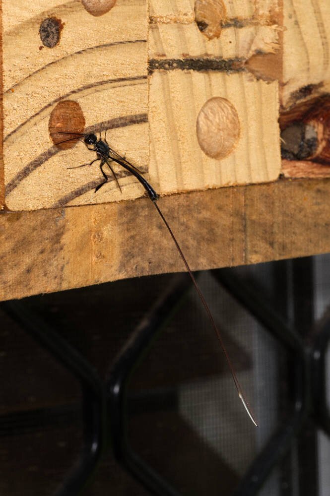 Predatory wask looking for nesting hollows of solitary bees to lay eggs.

The propleura form an elongated "neck", the petiole is attached very high on the propodeum, and the hind tibiae are swollen and club-like. The females commonly have a long ovipositor (except in the genus Pseudofoenus), and lay eggs in the nests of solitary bees and wasps, where their larvae prey upon the host eggs, larvae and provisions.
The absence of "teeth" on the crown of the head and the somewhat thickened antennae readily separate these wasps from those in the unrelated family Stephanidae, which also contains very slender wasps with long necks. (Text Source: iNaturalist)