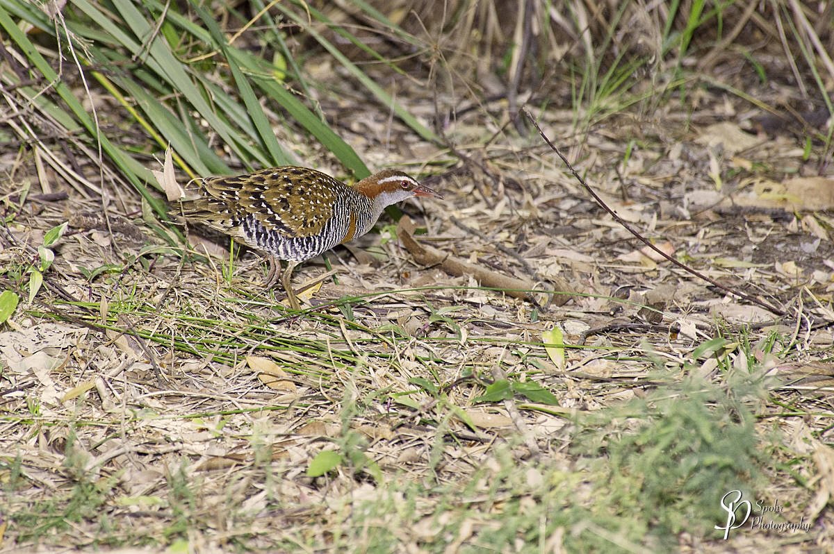 The buff-banded rail (Hypotaenidia philippensis) is a distinctively coloured, highly dispersive, medium-sized rail of the rail family, Rallidae. This species comprises several subspecies found throughout much of Australasia and the south-west Pacific region, including the Philippines (where it is known as tikling), New Guinea, Australia, New Zealand (where it is known as the banded rail, or Moho-pererū in Māori), and numerous smaller islands, covering a range of latitudes from the tropics to the subantarctic. (Text Source: Wikipedia)