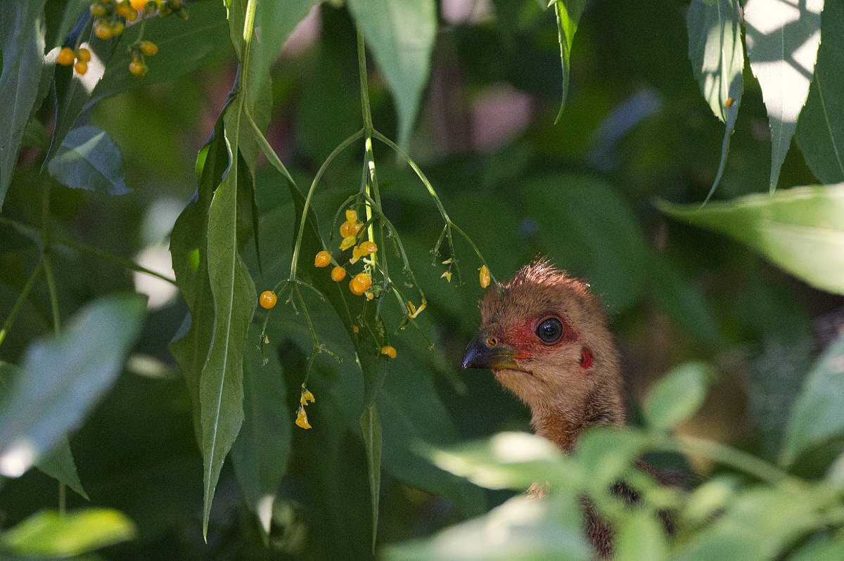 Australian Bush-Turkey chick or Scrub Turkey chick eating berries of a native plant. 
The Australian Brush-turkey can sometimes damage gardens when raking up the ground looking for food. They are a large, ground-dwelling bird with black-brown plumage, a bald, red head and a yellow neck pouch (or wattle). Their chicks hatch fully feathered and can fly within a few hours.