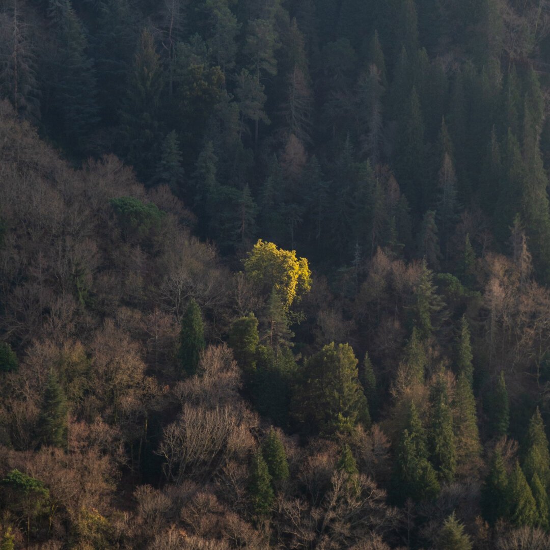 A single yellow-leaved tree among many green treetops in a sloped forest.