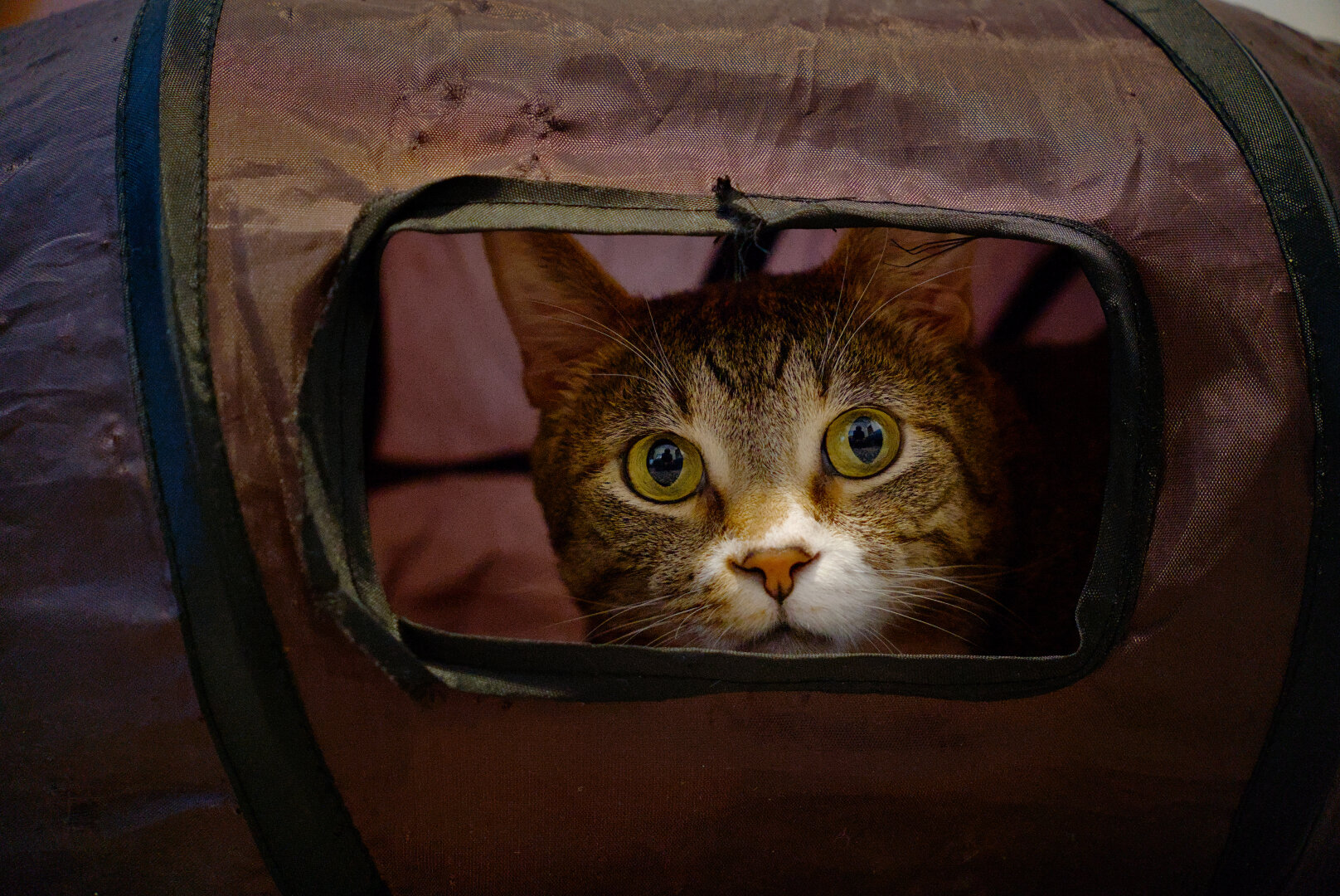 A tabby cat inside a cat tunnel.