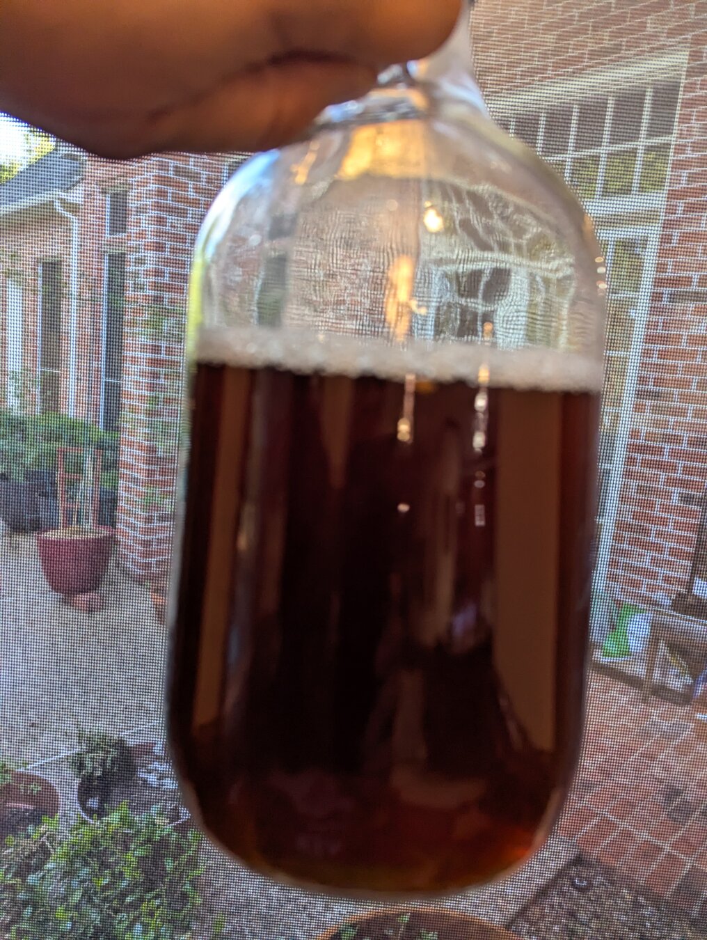 A glass jug full of very dark sun tea being held up to the light of a garden window.