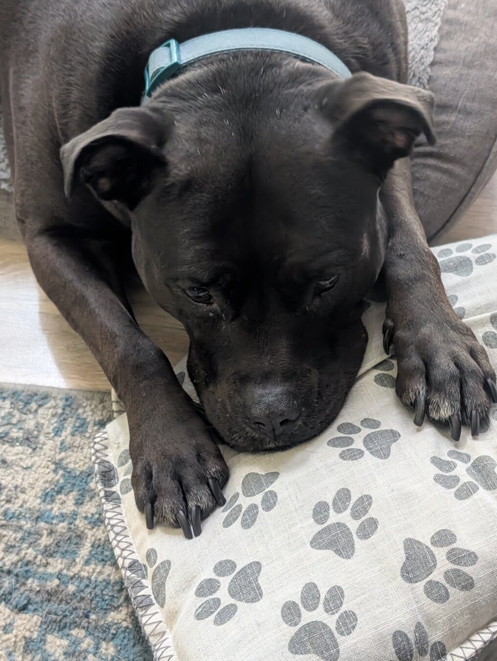 A black American Staffordshire Terrier, her body is on a dog bed, but her head and paws are on a small pillow.