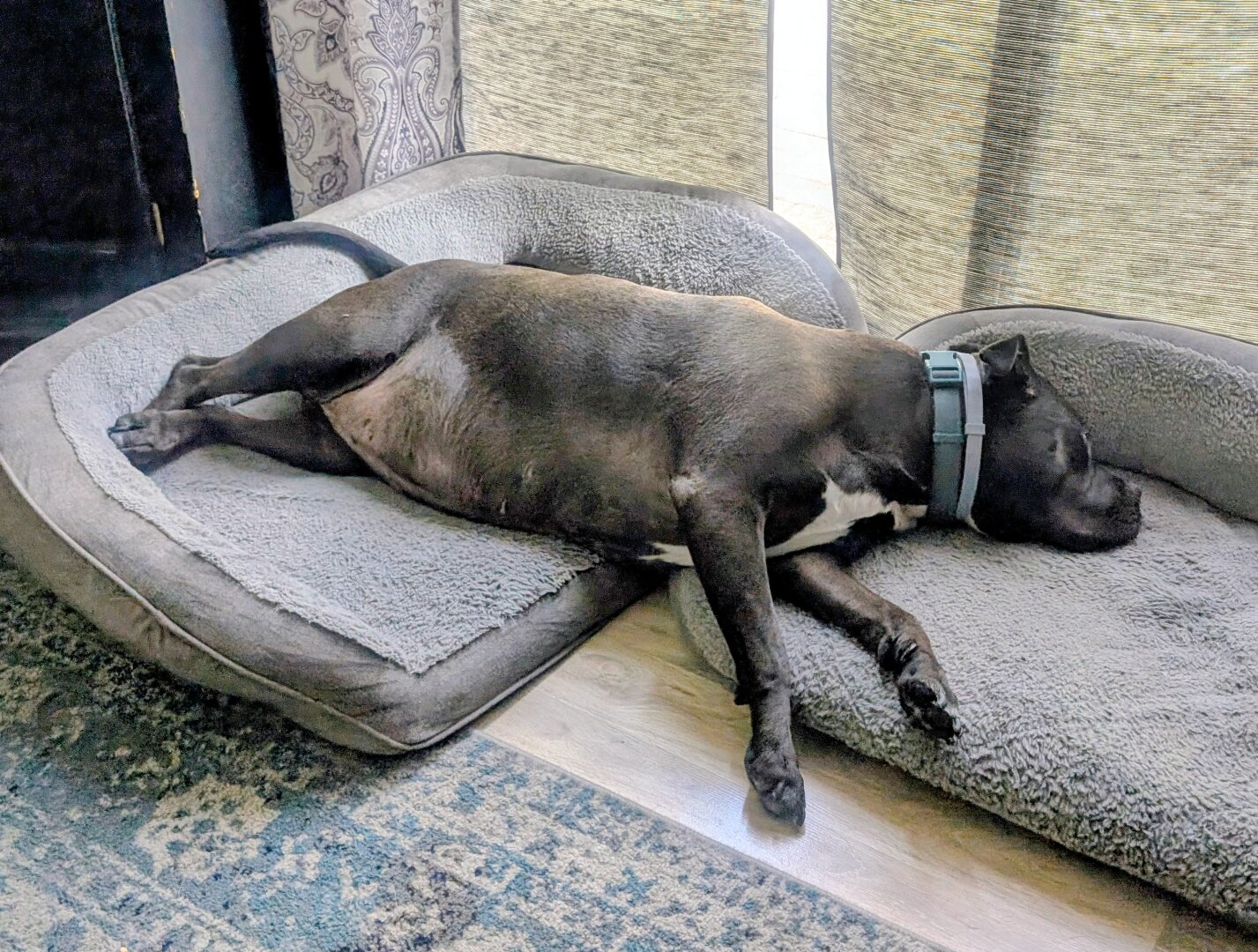 A black American Staffordshire Terrier sleeping while stretched across two dog beds.