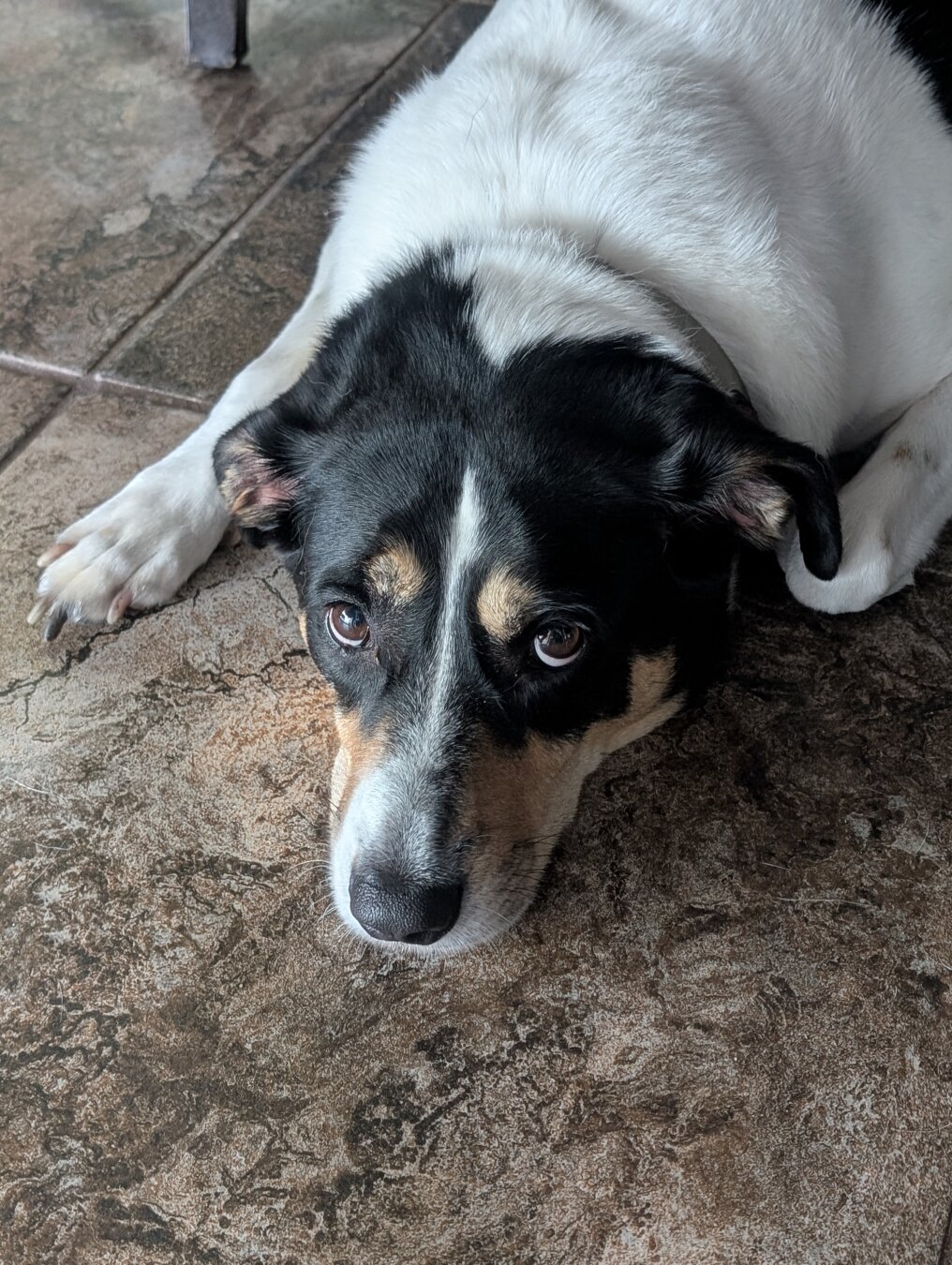 An Australian Shepherd and hound mix laying on a tile floor under a table.