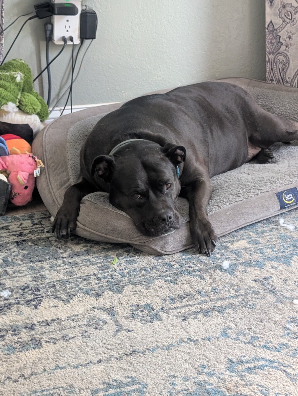 A black American Staffordshire Terrier laying on a dog bed.