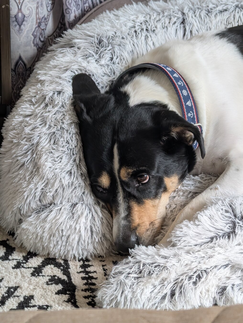 An Australian Shepherd and hound mixed breed dog laying on a fluffy bed.