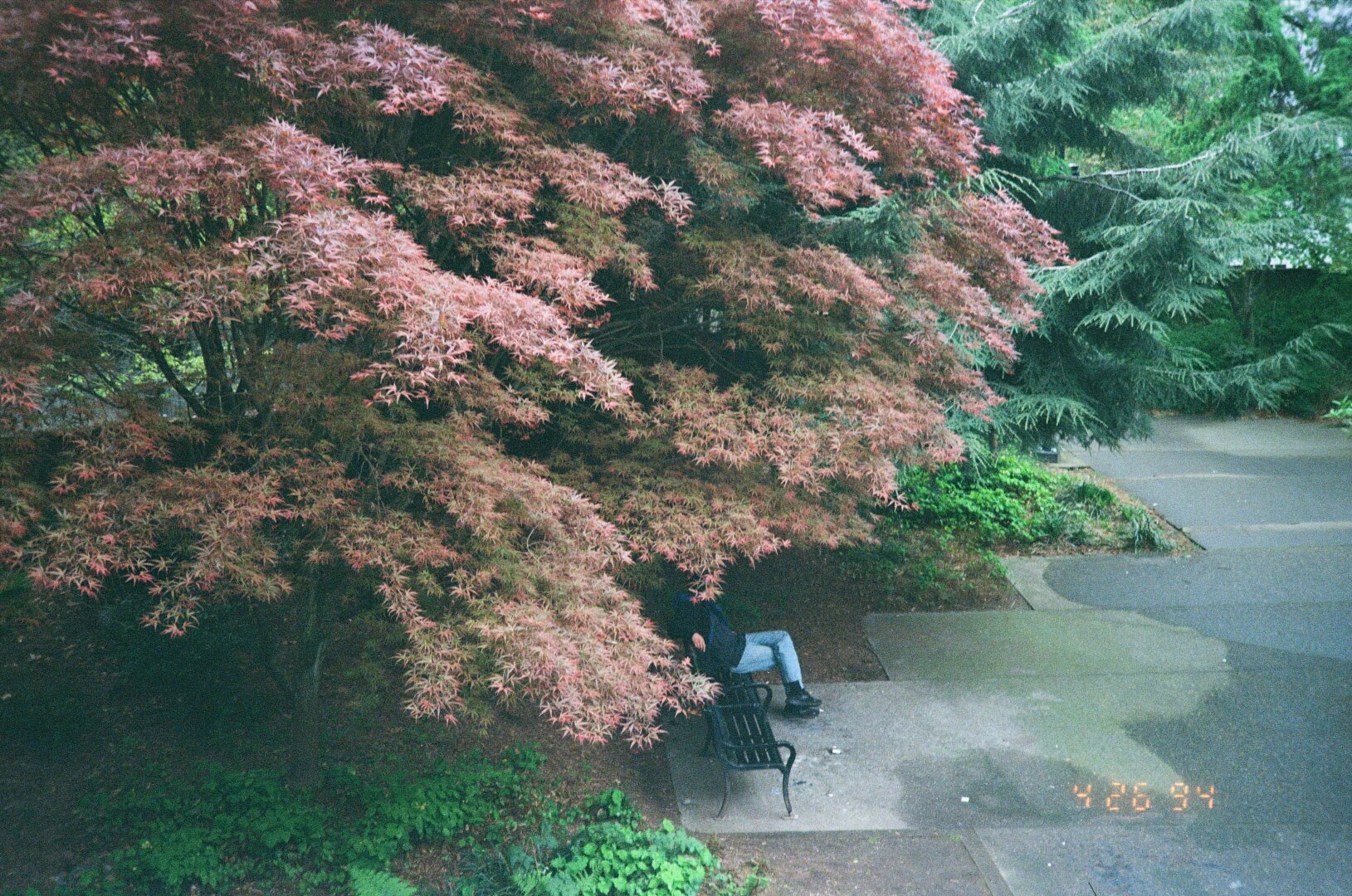 park maple tree