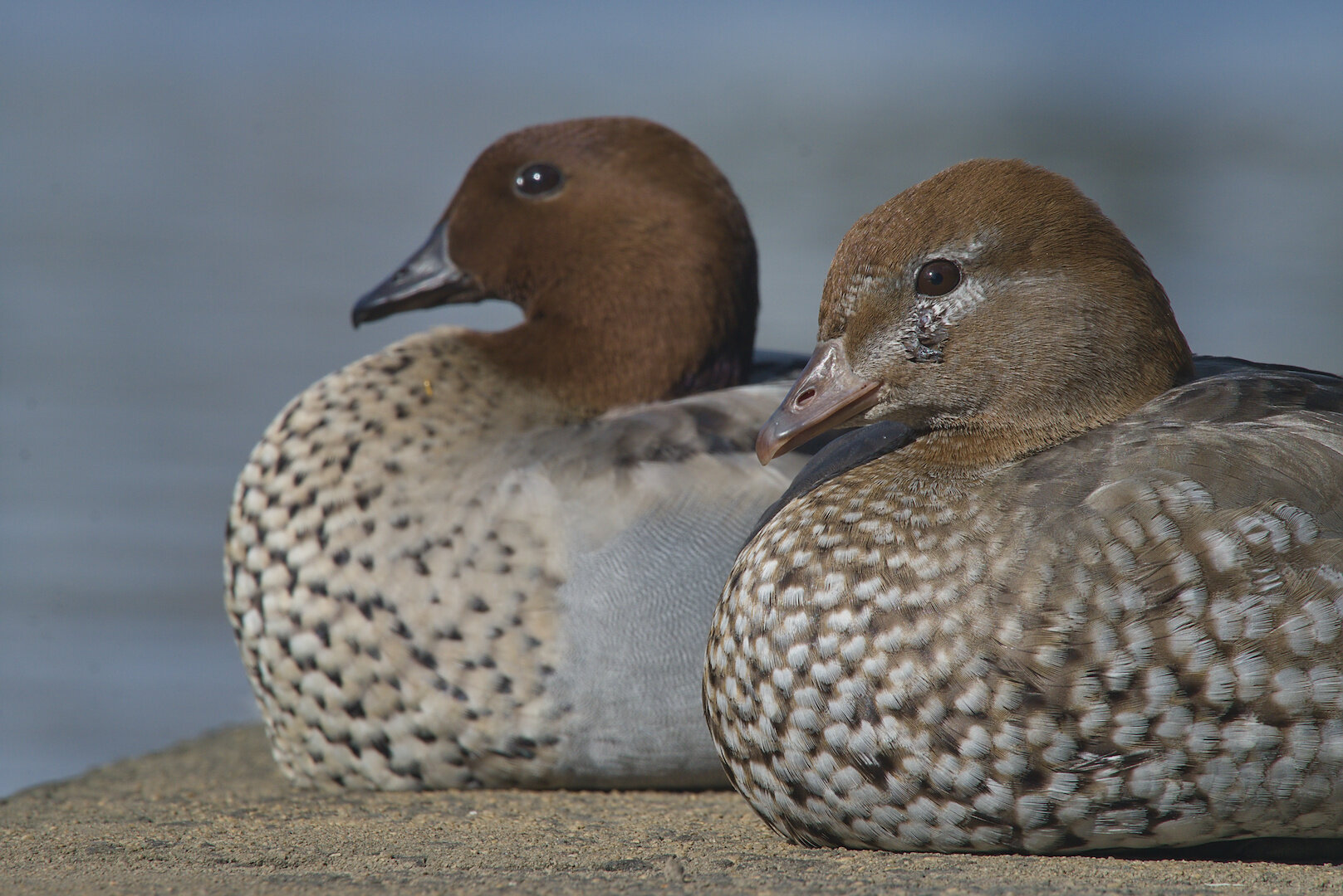 A photograph of two ducks sitting by the river's edge, basking in the sun on a winter day. Their heads are slightly risen from their bodies and their eyes are open. One duck is on the right of the image and is slightly closer, the other duck is towards the left of the image and is slightly further back. Both ducks are looking towards the left. They are sitting on a stone slab which is above the water level. The river takes up the rest of the image but is blurry due to depth-of-field. The ducks have a spotted body, with the closer duck having a predominantly dark-ish brown body with white spots, and the further duck having a predominantly white body with tan and black spots. They both have brown heads, with the closest duck's head being a slightly orange-brown and the furthest duck a slightly chocolate brown. On the closest duck's head, a line of feathers between the beak and the eye is catching the sunlight and shining.