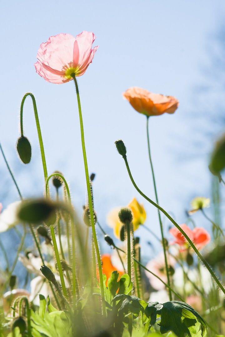 A photograph of poppies in various stages of blooming. Shot from low at the ground pointing upwards, with a medium-shallow depth-of-field, there are a few poppies in the middleground of the photo that stand tall and proud that are in full bloom that are translucent and backlit by the sun. The nearest of the two is pink and the furthest is a pastel orange. In the distance are yellow and grapefruit-coloured poppy flowers. In the foreground are unopened poppies, some pointing upwards and others drooping. Some are in focus and some are heavily blurred. The sky is a very lighy blue, it is a bright sunny day. The stems of some of the poppies catch the sunlight and are illuminated greeish-yellow, and hairs on the stems catch the light.