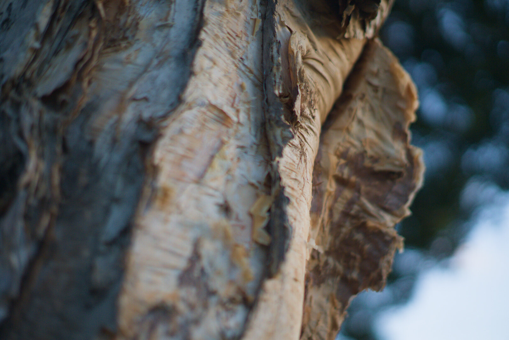 A close-up photograph of a tree trunk, with a slight upwards-angle. Only a thin sliver of the trunk is properly in focus, most of it is blurry to some extent. In the background in the bottom-right corner is the sky, and in the top-right corner is some dark green foliage, heavily blurred due to depth-of-field, likely the leaves of either this tree or a near-by tree. The trunk of this tree is layered, and each layer is made up of thin sheets almost like filo pastry or something similar. There are lines and markings across the surface of the bark. One piece of bark is pulled away from the trunk and exposes a darker underside. The normal bark is predominantly a pale colour, mostly a grey-yellow-white, and the inner bark is a darker mauve-purple-honey mix