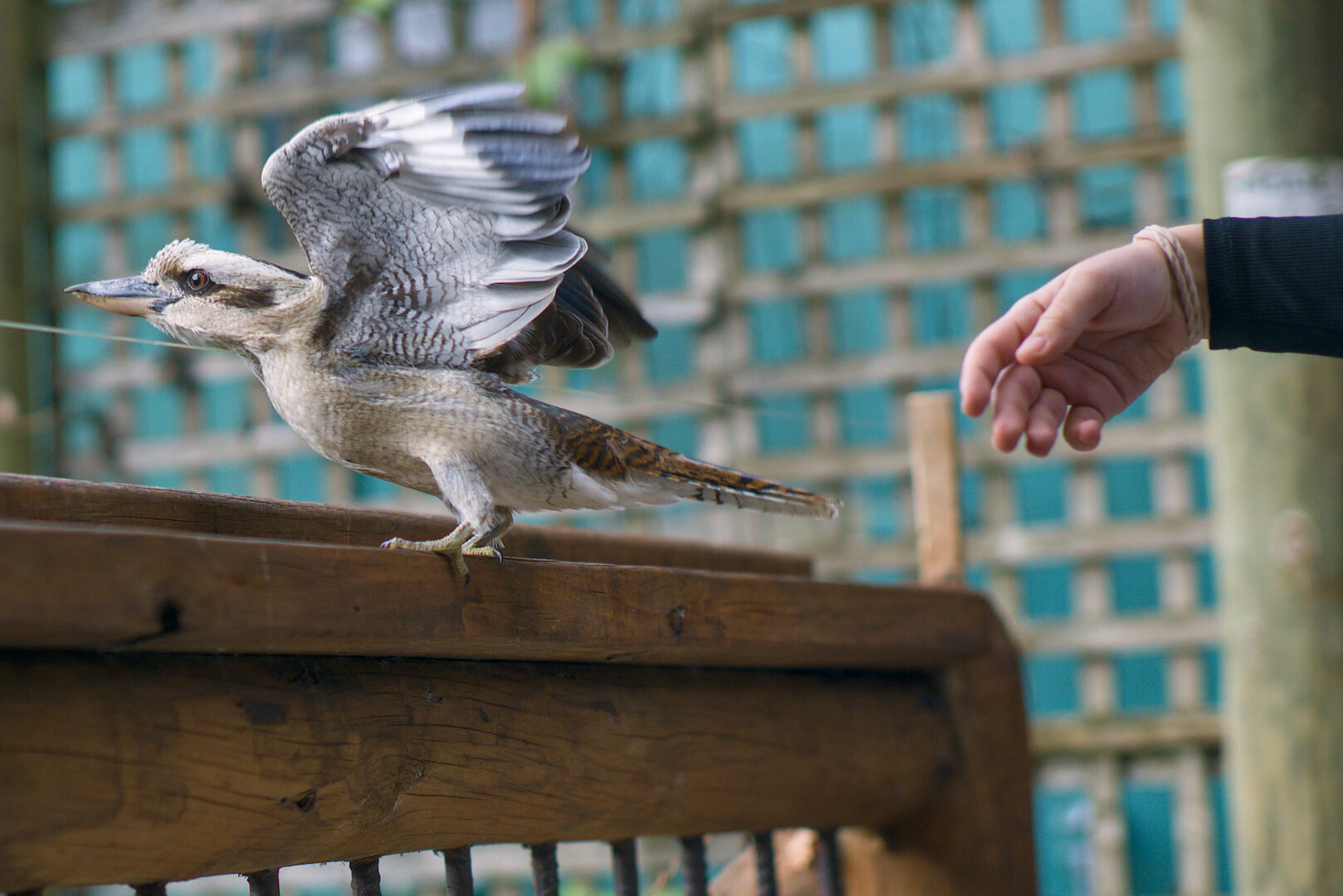 A photograph of a kookaburra about to take flight. The kookaburra is perched on wooden railing. It's wings are open and it's body is leaning forward, and it is about to launch away. Behind it is the hand of a staff member, shooing the kookaburra away. In the background is wooden trellis frame.
