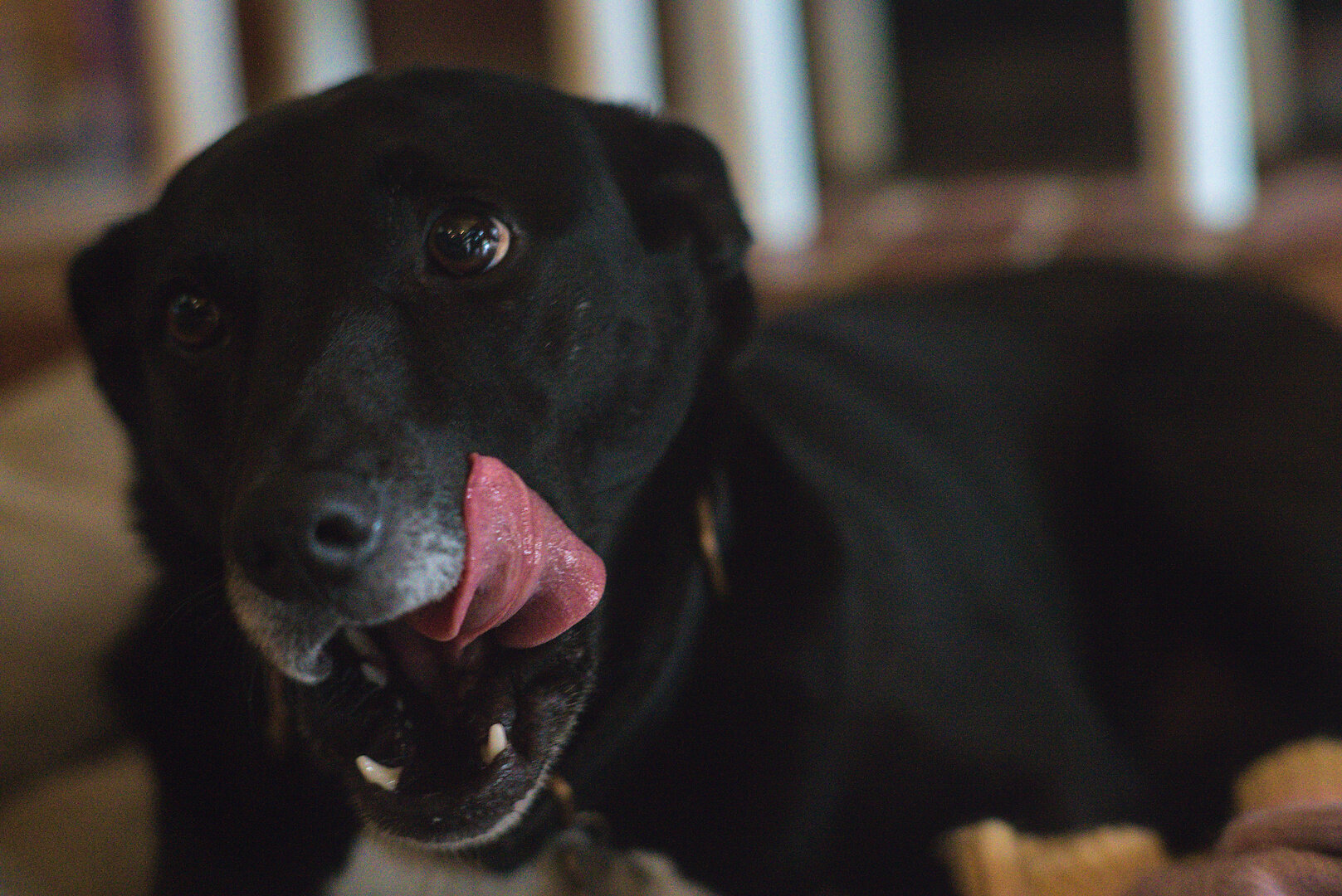 A photograph of a black staffie. She is sitting on a couch in the mid afternoon. She is looking off to the side, with her mouth open and her tongue licking the upper side of her face. The tips of her face just under her nose are greying. Her eyes are brown with the whites of her eyes showing on one eye. She looks very comfortable. She is adorable. (All doggos are, so this should not be new information).