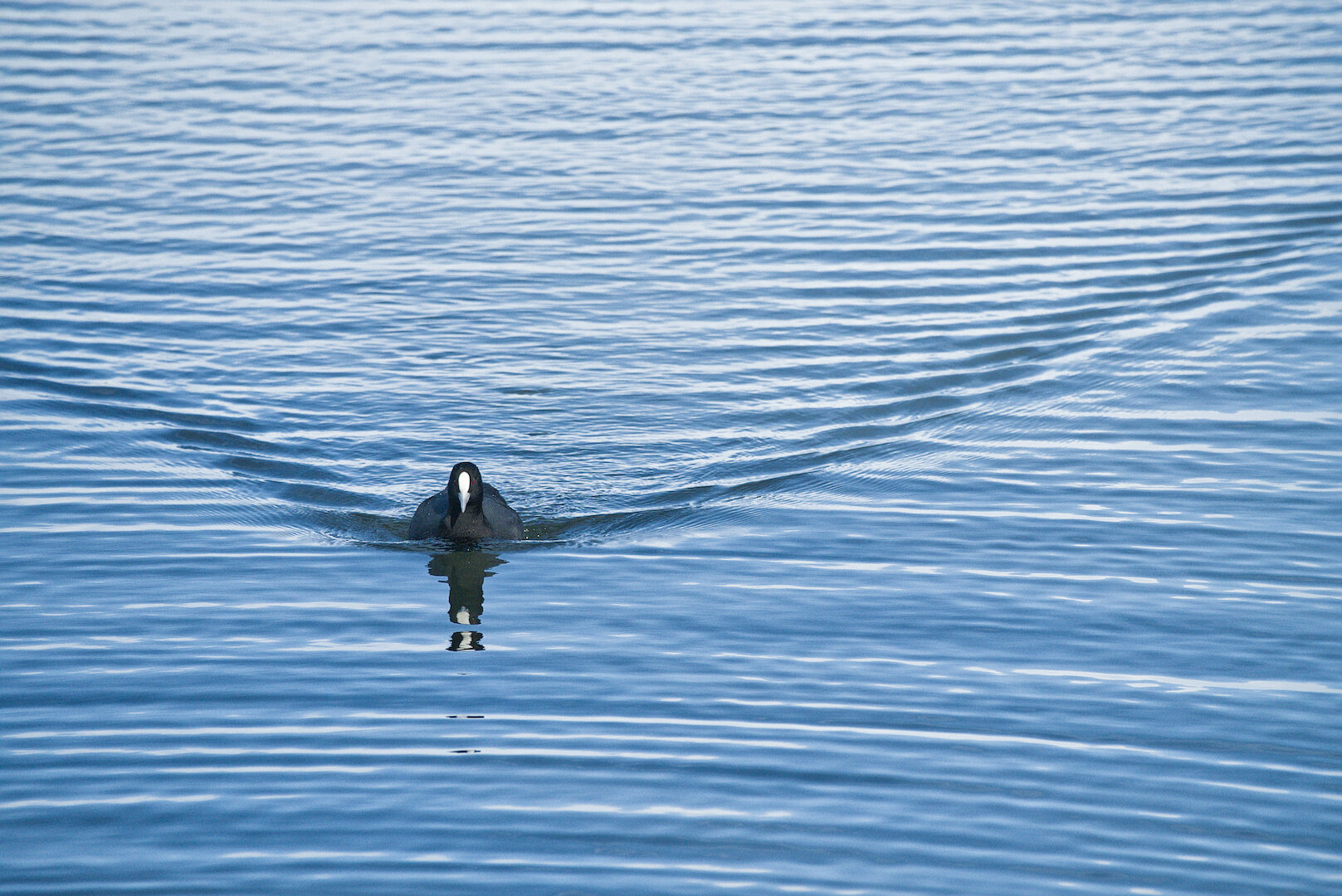A photograph of a Coot on the water of a lake. The coot is in the centre-point of the lower-left third, and is swimming directly towards the camera. It is leaving a well-defined wake in the water behind it, one trail on each side of it. The surface of the lake is otherwise covered moderately in horizontal ripples, with a gradient from blue at the bottom of the frame towards a reflective white at the top of the photo. The coot has a prominent white shield on its forehead, is black-feathered, and its red eyes are present but barely perceptible in this photo.
