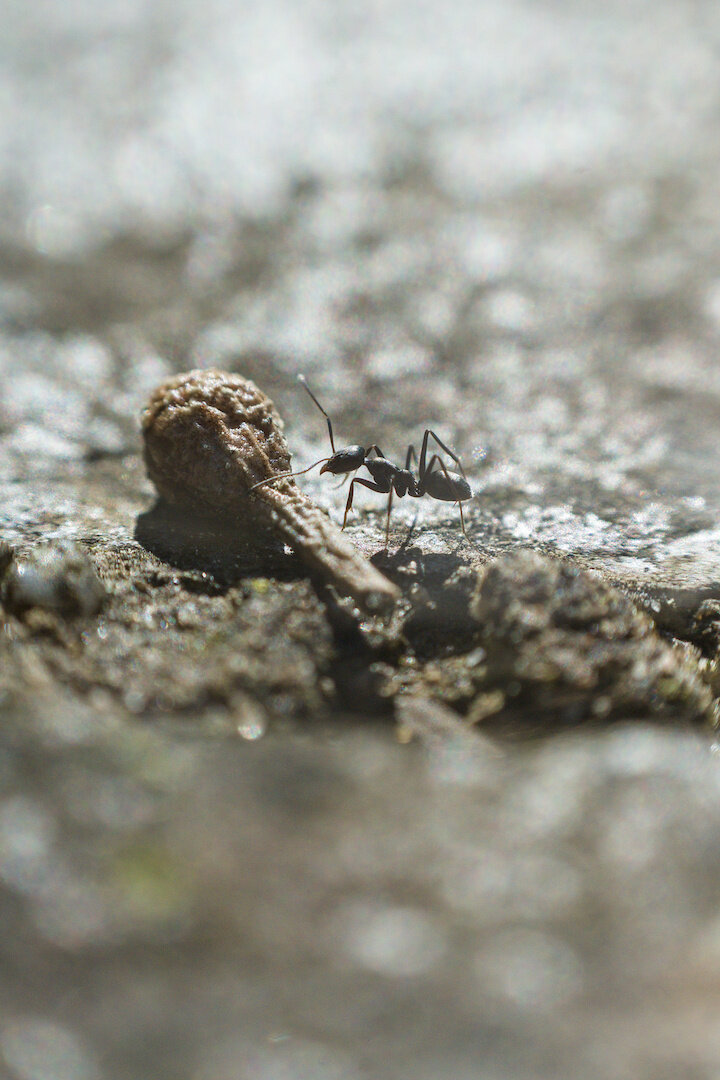 A macro photograph of an ant. The ant is in the centre of the image, and is moving from right to left. Just to the left of the ant is what appears to be a light brown seed pod, in the shape of a maraca with the bulb facing away and to the left and the stick towards and to the centre of the image. The ground is stone with a little moss. The ant is mostly black , with some apparent shades of brown at thin areas of its body including the legs, antennae, and mandibles. The image is heavily blurred due to the macro depth of field effect, with only the ant, the seed pod, and the ground immediately beneath them in focus. The image is glarey with bright sunlight reflecting off the stone and moss surface creating high contrast.