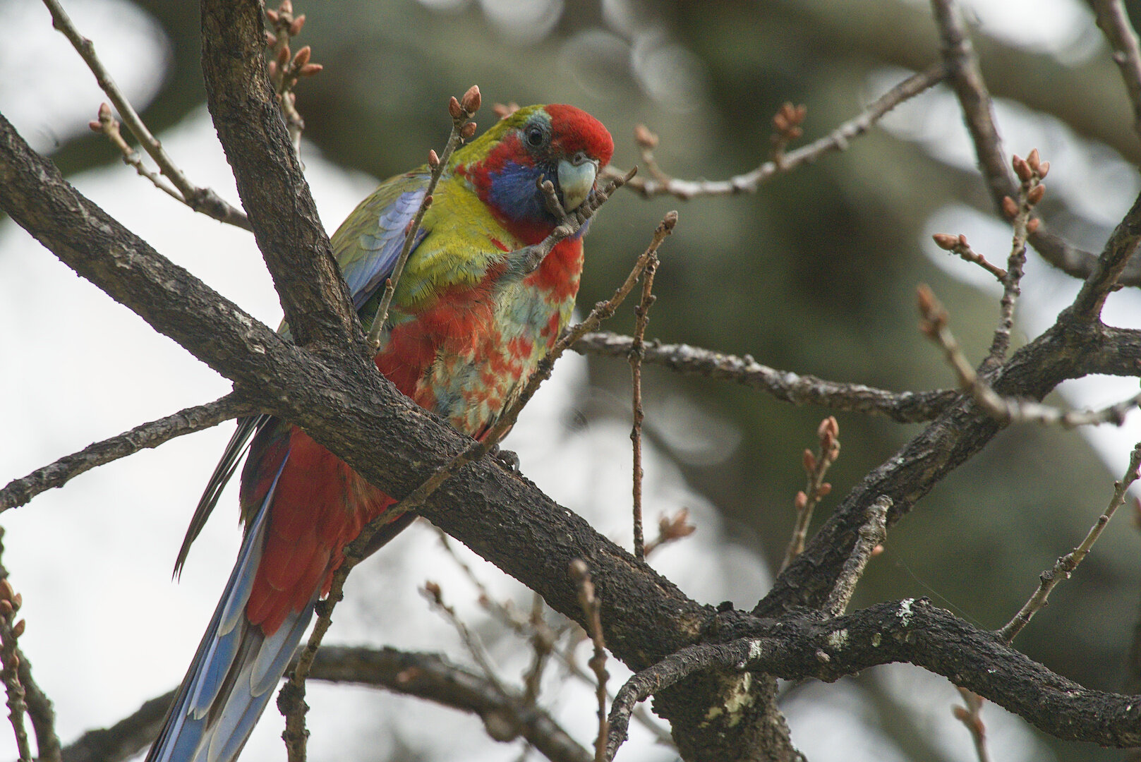 A photograph of a rosella perched on a tree branch. One leg is on the branch, the other leg is up at its beak. Two toes are open either side of the beak, as if they were a thumb and forefinger stroking a beard in thought. The Rosella is very colourful, with splashes of red, green and blue mottled throughout. The belly is predominantly red, the shoulders and back are green, and the face is mostly red with blue cheeks. The branches are mostly bare but the ends of the thin branches show buds forming. There are small patches of lichen on some ares of the thicker branches. The sky is overcast - it is a dull but glarey day.