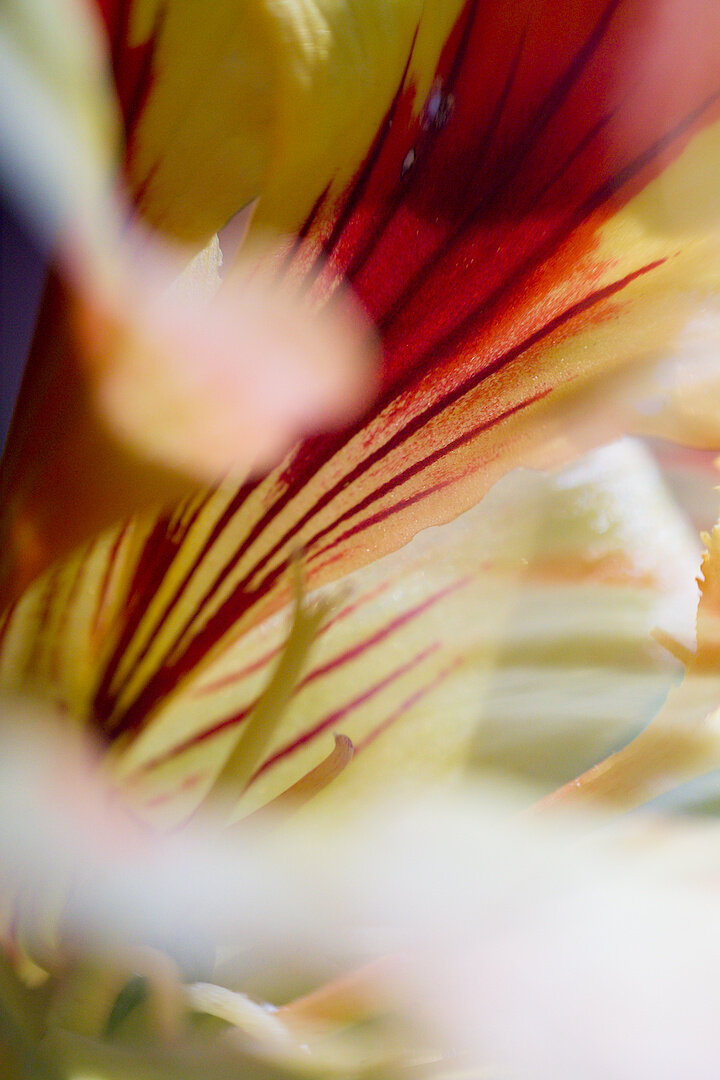 A macro photograph of a nasturtium flower. It is hard to distinguish specific features, however there are elements of the flower visible including petals and other flower parts. On some of the visible petals, there are vibrant contrasting reds and yellows, with the reds emanating from the tip of the petal and fanning out towards the edges of the petal like individual spines, as well as a red splotch of colour like an ink blot at the top section of the petal. The rest of the photo is mostly out-of-focus elements including areas that are highly exposed with sunlight causing bloom and lens flare, giving the photo something of a "dream sequence" effect.