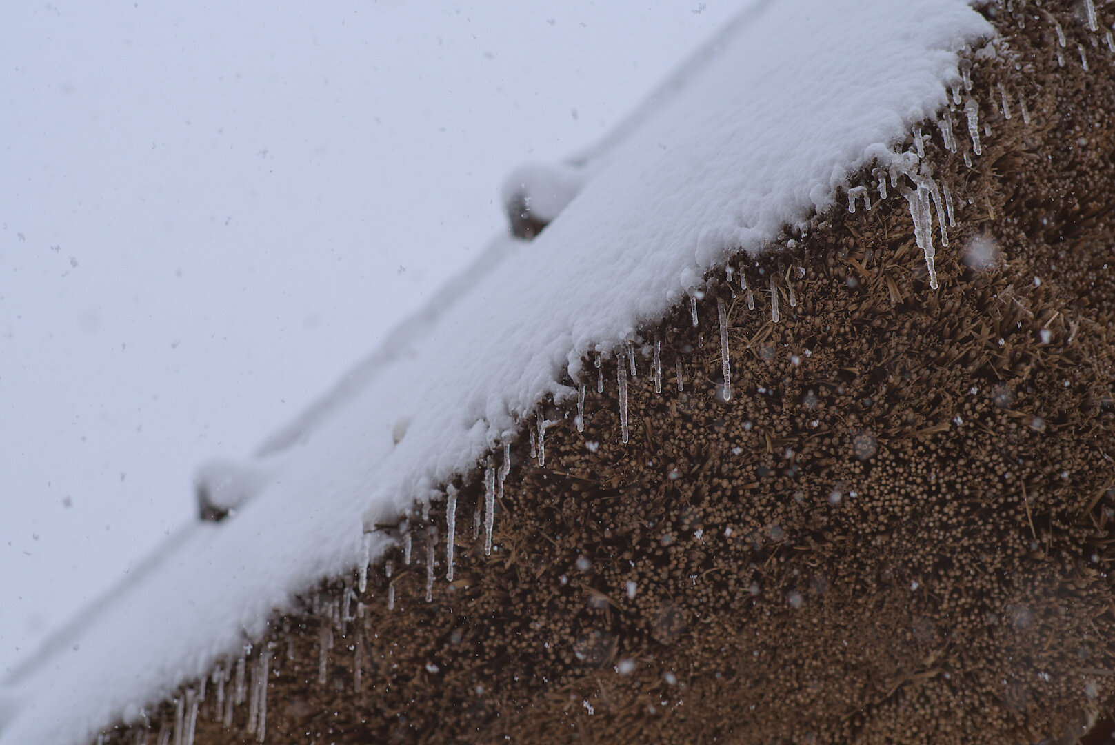 A phototograph of snow falling on a thatched roof. The angle is from the ground upwards. The photo is framed in such a way that the image is sliced diagonally from the bottom left to the top right, with the upper-left half of the image predominantly white with snow, and the lower-right half of the image predominantly brown with the ends of the twigs from the thatched roof. There is light in- and out-of-focus snow drifting through the frame. Where the snow meets the edge of the thatched roof, small stalactite icicles are forming. The sky is homogeneous grey cloud.