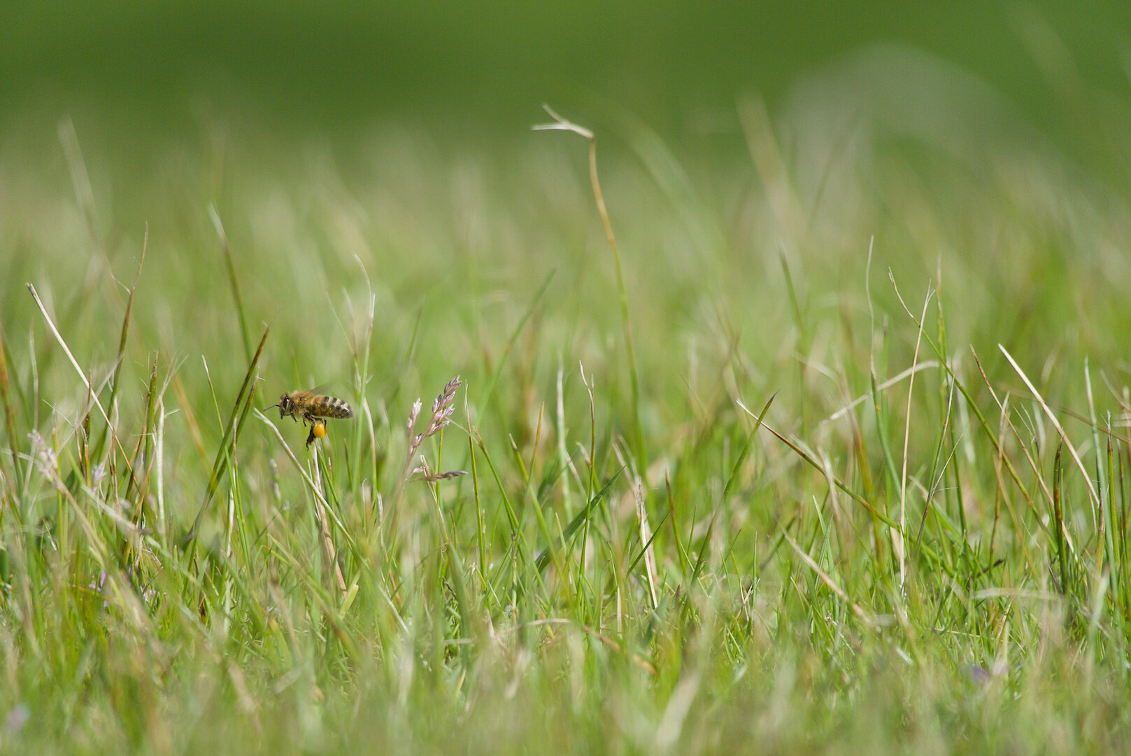 A photograph taken low-down in grass, looking side-on at a bee. The bee is travelling from right to left and is on the left third of the image, approximately vertically centered. The bee does not take up much space in the image. The bee's body is mostly flat, with its legs hanging below it. Hanging off at least one leg is a large ball of yellow pollen, which has a slight sticky sheen to it. Bits of loose pollen can also be stuck to the bee's fuzz. The bees wings are moving rapidly and while they can be seen close to the body, the motion blur fans them out further away from the body to the point where they are not clearly visible. The grass is not uniform - it is made up of a mixture of green and straw-coloured strands, and they are pointing in different directions. There is heavy depth-of-field blur, and the only grass really in focus is in the same plane as the bee. In the background you cannot see the sky, it just gradates to a grassy green.
