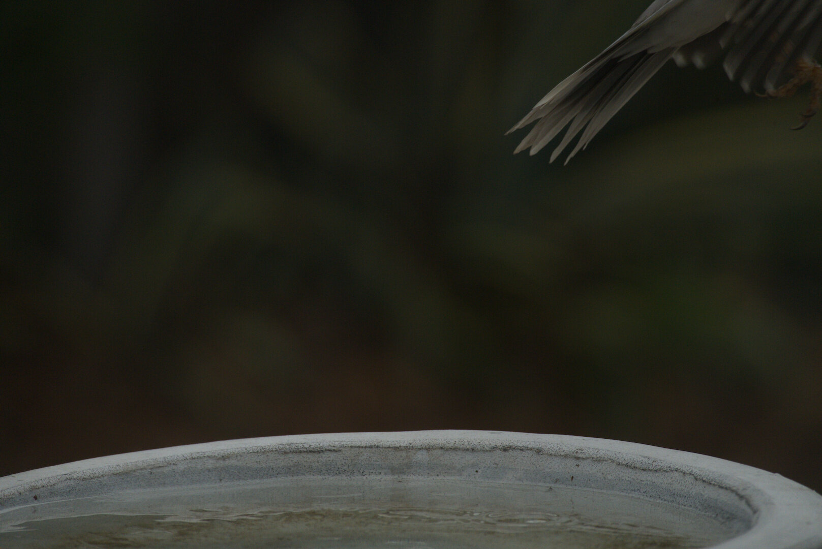 Photo of a noisy miner taking flight from a bird bath. You can only see the tip of its tail and the end of its foot, the rest of it is out of frame.