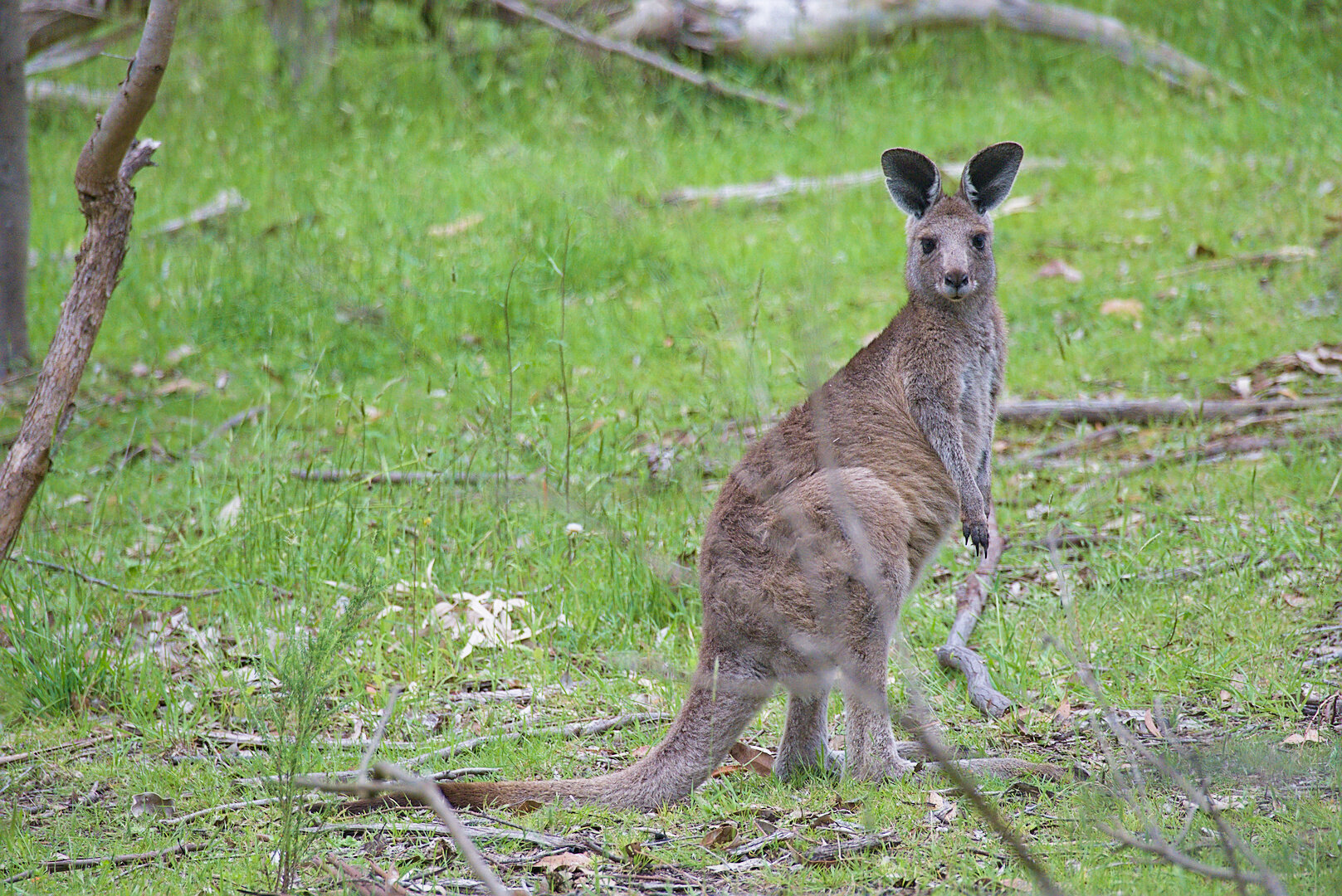 A photograph of a kangaroo. It is on the right third of the photo, and its body is facing towards the right, but its head is looking directly at the camera. It is surrounded by grassy land. There is a large light-grey fallen tree trunk in the background across the top of the photo, a thin branch in the foreground on the left, and in front of the body of the kangaroo is a thin out of focus twiggy branch. The ground is littered with leaf and bark material. The kangaroo is a tan brown and light grey colour. It has very large ears which are a darker grey on the inside. Its arms are hanging loosely down in front of it, and at the end of its arms are its paws which have decently sized claws. Its tail is almost as long as its body, and its feet look solid and form a definite L shape. It has large dark eyes and a dark nose.