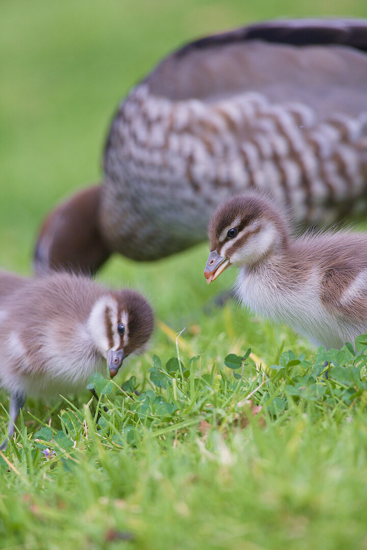 A photo of two ducklings and in the foreground and a duck in the background foraging on a grassy hillside. One of the ducklings on the right is in focus, and the other to the left is slightly blurred. They are covered in down rather than feathers, and their bellies and lower face are white and their backs and head are a mocha brown, and they have a white stripe below and above their eyes. One duckling appears to have its tongue poking out with a little bit of plant material in its mouth. The ground cover is mostly green grass and clover. The duck in the back is likely the mother based on the patterns and colouring, with a dark brown head with white stripes across the eye, and mottled white-and-brown belly feathers with plain duller-brown back feathers.