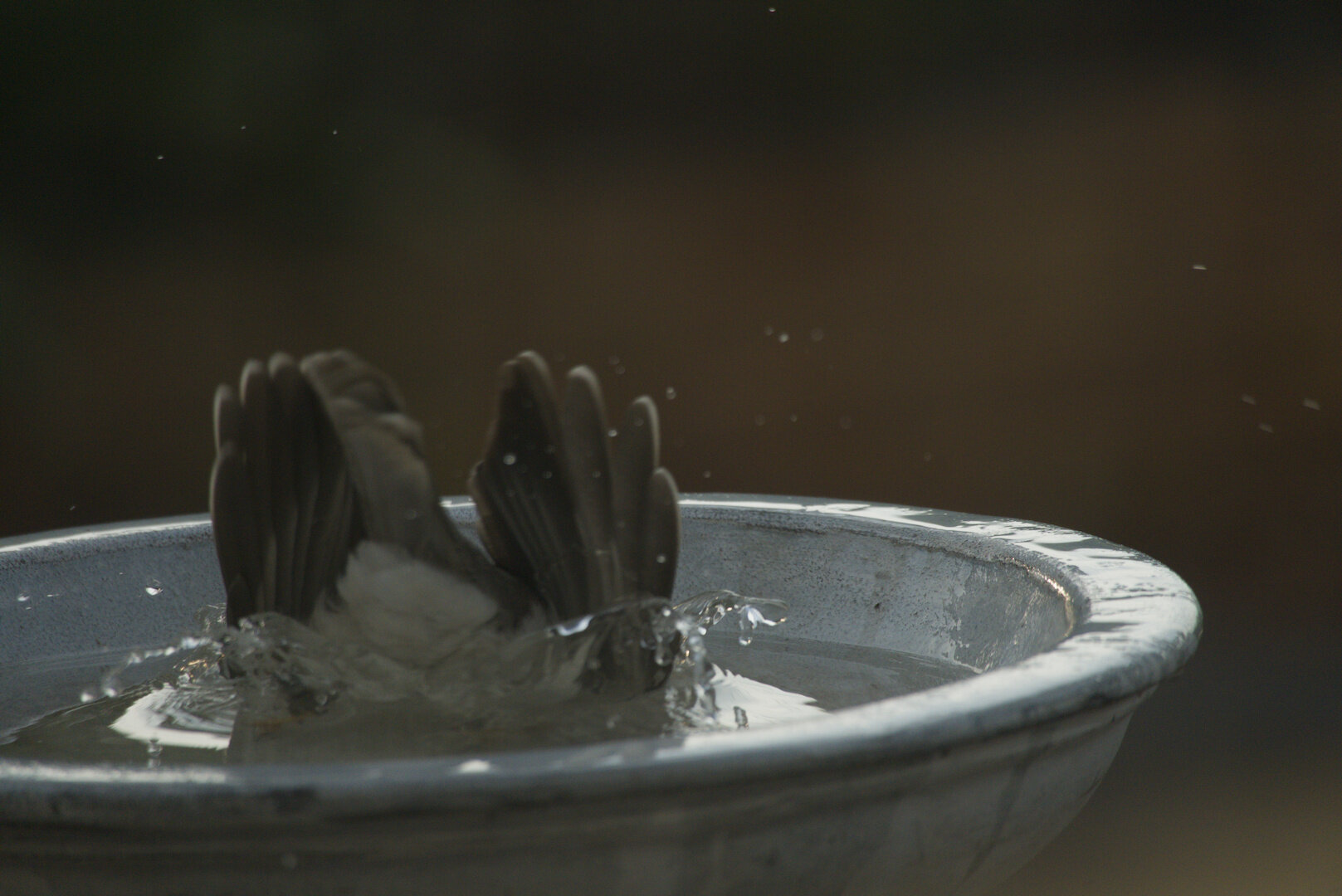 Photo of the backside of a noisy miner taking a dive in a bird bath. Its wings a pointed skyward.