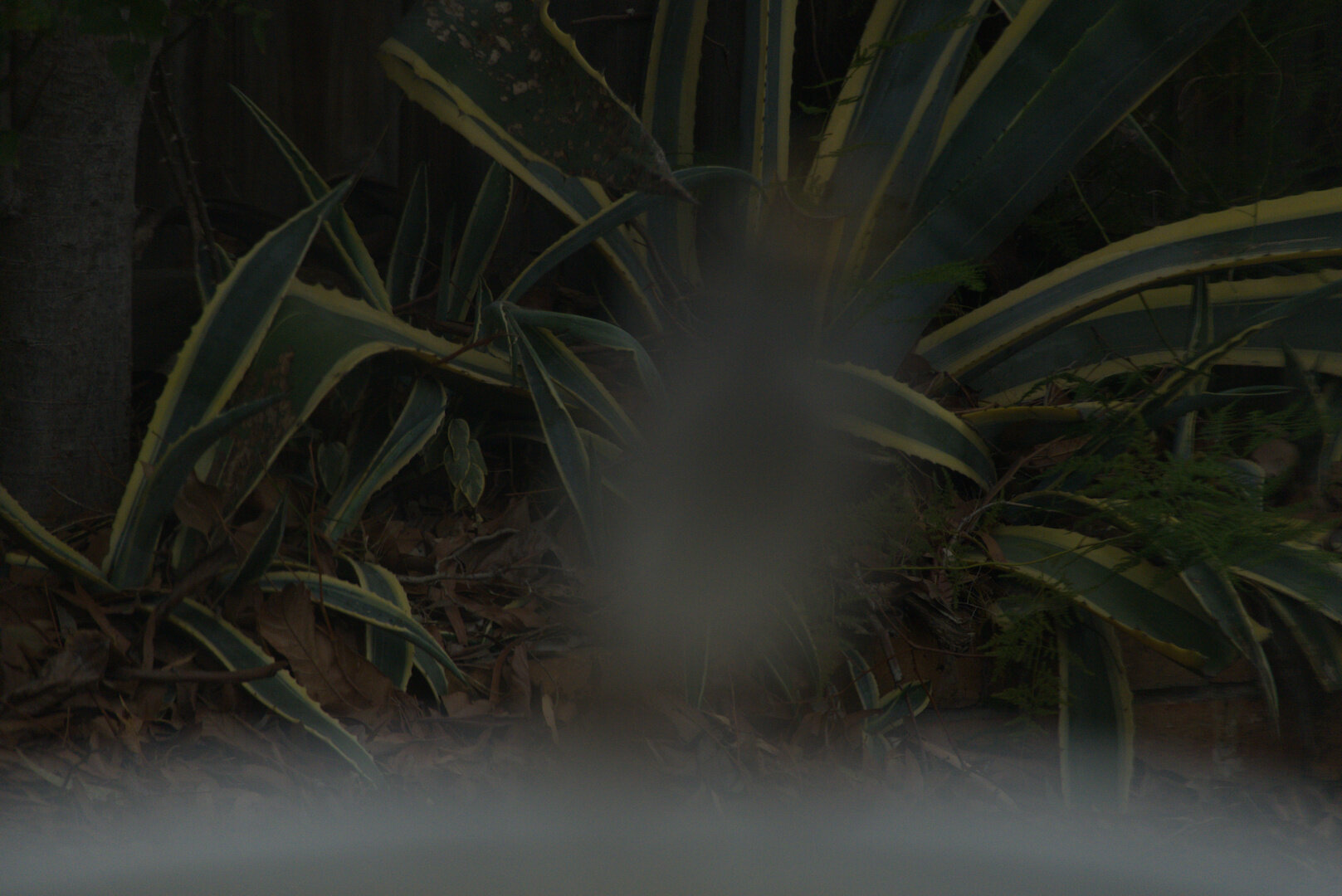 Photo of a noisy miner on the edge of a bird bath, except the focus is set to the background elements of the picture. you can see a succulent plant, a tree trunk and fallen leaves. The bird and the bird bath are completely out of focus.