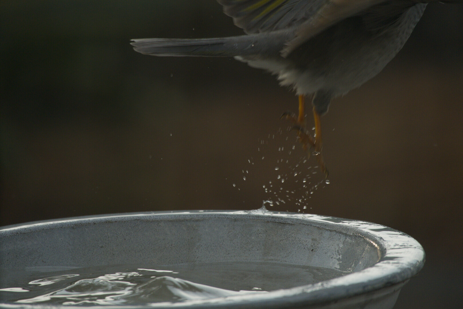 Photo of a noisy miner taking flight from a bird bath. You can only see the lower half of its body, the rest of it is out of frame.