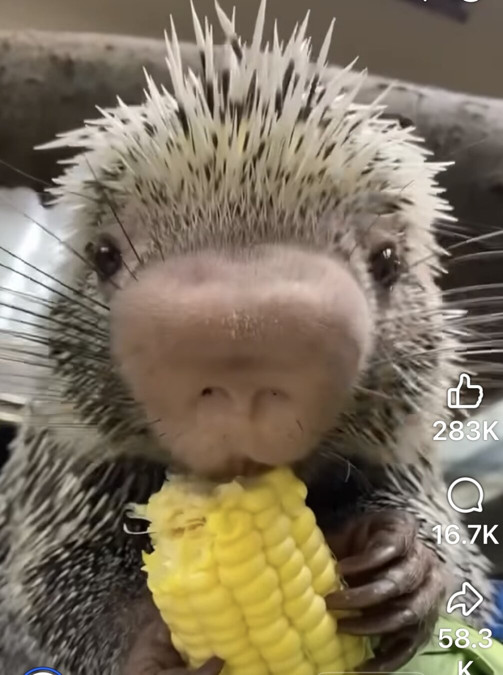 Straight-on close-up of a porcupine eating an ear of corn.