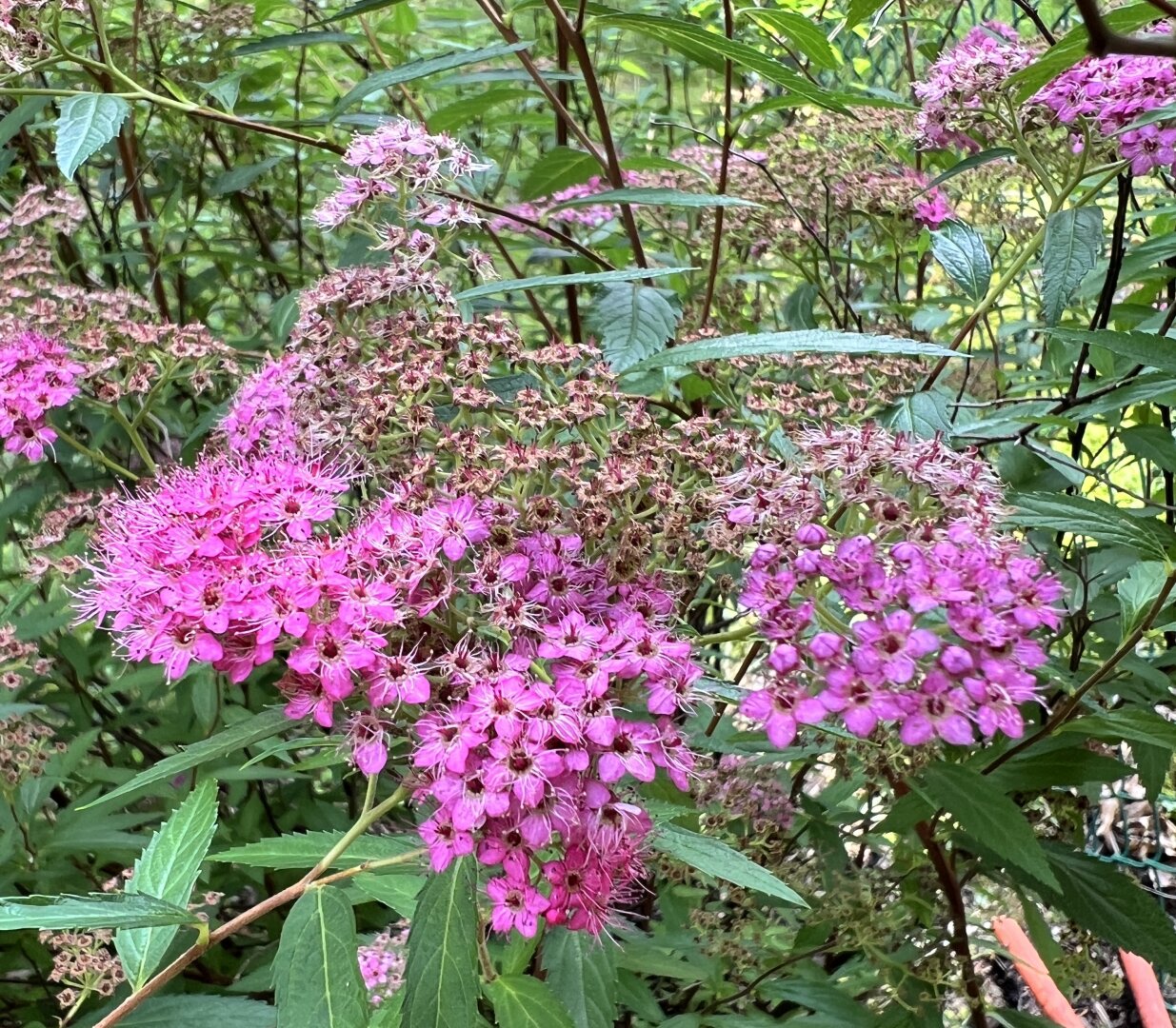 small pink flowers in clusters against green leaves. Japanese spirea.