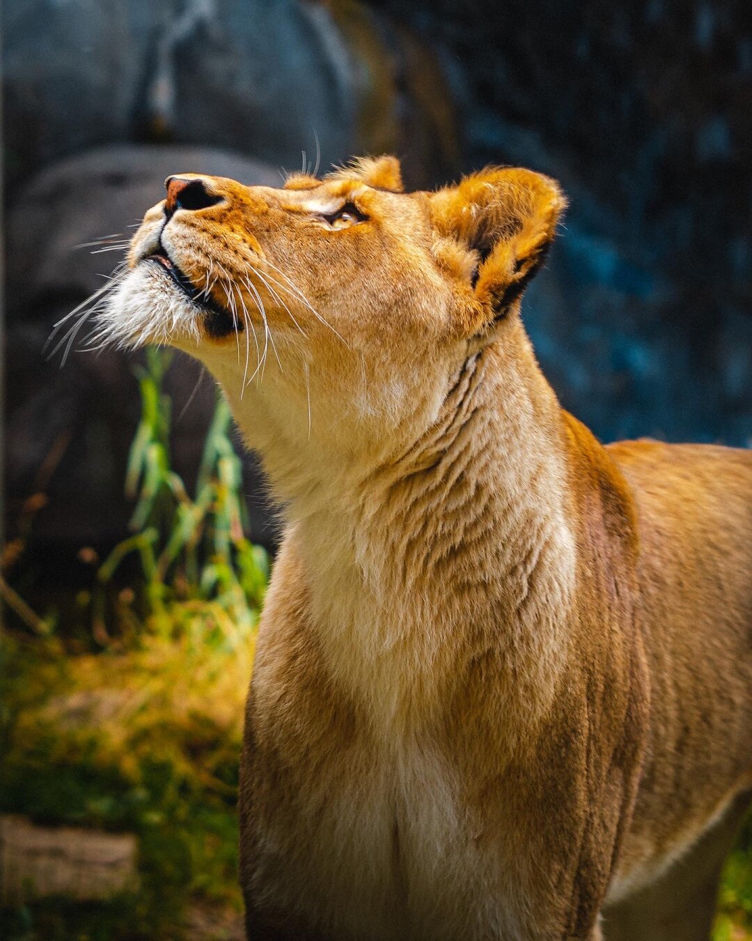 Lion at Oregon zoo