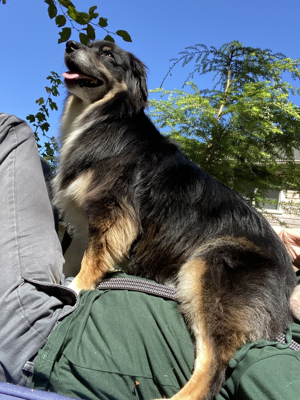 Black tri-colored (Mainly black with accents of white and tan on chest, belly, face and legs) Miniature American Shepherd, sitting on top of my stomach. She looks very pleased with herself. I am laying on a bench wearing a green shirt and gray jeans. In the background is a blue sky with a few tree limbs.