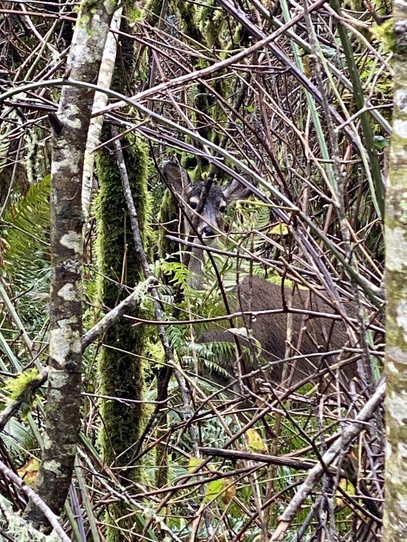 Columbia Black-tailed deer looking forward and slightly to our right amongst bramble and elder tree trucks. Forest of brown, green, yellow and white.