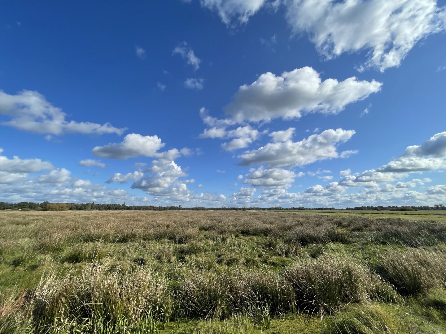 Semi-clouded sky above a stretch of green marshlands