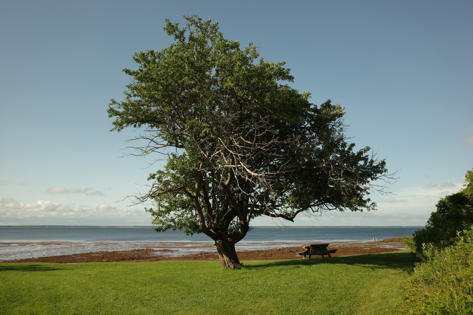 A landscape photo showing a single tree in the sun. The tree is leaved, with an oddly unbalanced crown, windswept probably - in front of a blue sky, a strip of ocean, a small strip of reddish beach, and a strip of green grass in the foreground.