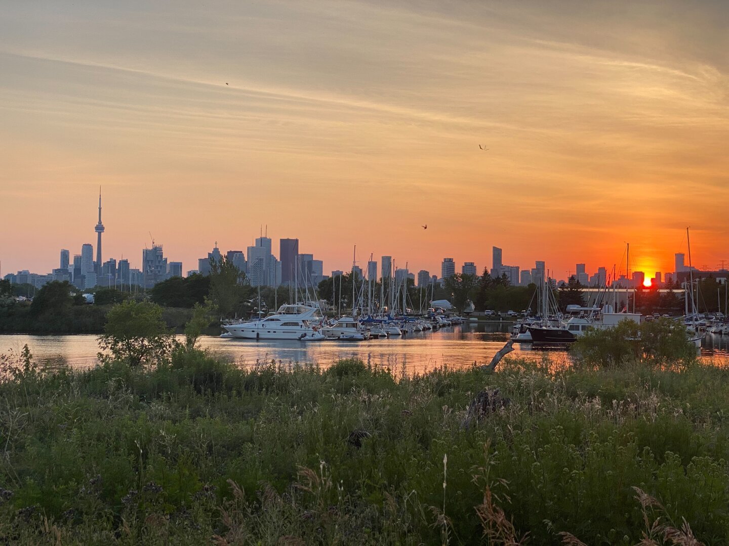 The Toronto skyline from Tommy Thompson Park - a skyline in the back with the signature CN tower, a marina in the middle with a few yachts, and bushes in the foreground. Sun is about to set in intense orange