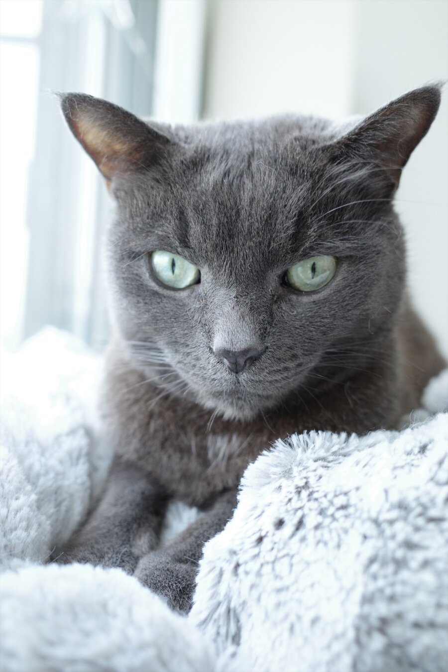 A beautiful dark grey cat with a silver sheen on the fur looks very seriously into the camera, paws out front, bright green eyes in bright ambient light, background all white/grey blanket and wall