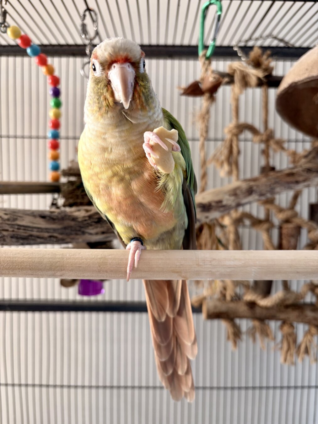 A yellow and green parrot standing on one leg on his perch. The other leg holds a cashew nut and he is looking pleased! He is inside his cage with his toys and other perches behind him.