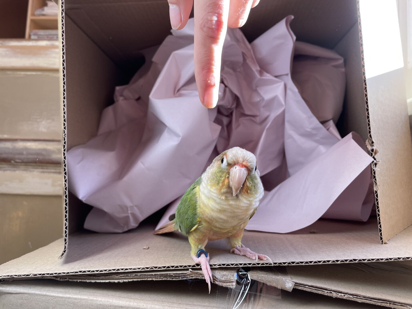 A yellow and green parrot standing in front of an open box filled with crushed and wrinkled paper. A human hand points down at the bird. The bird is posing with his head tilted.