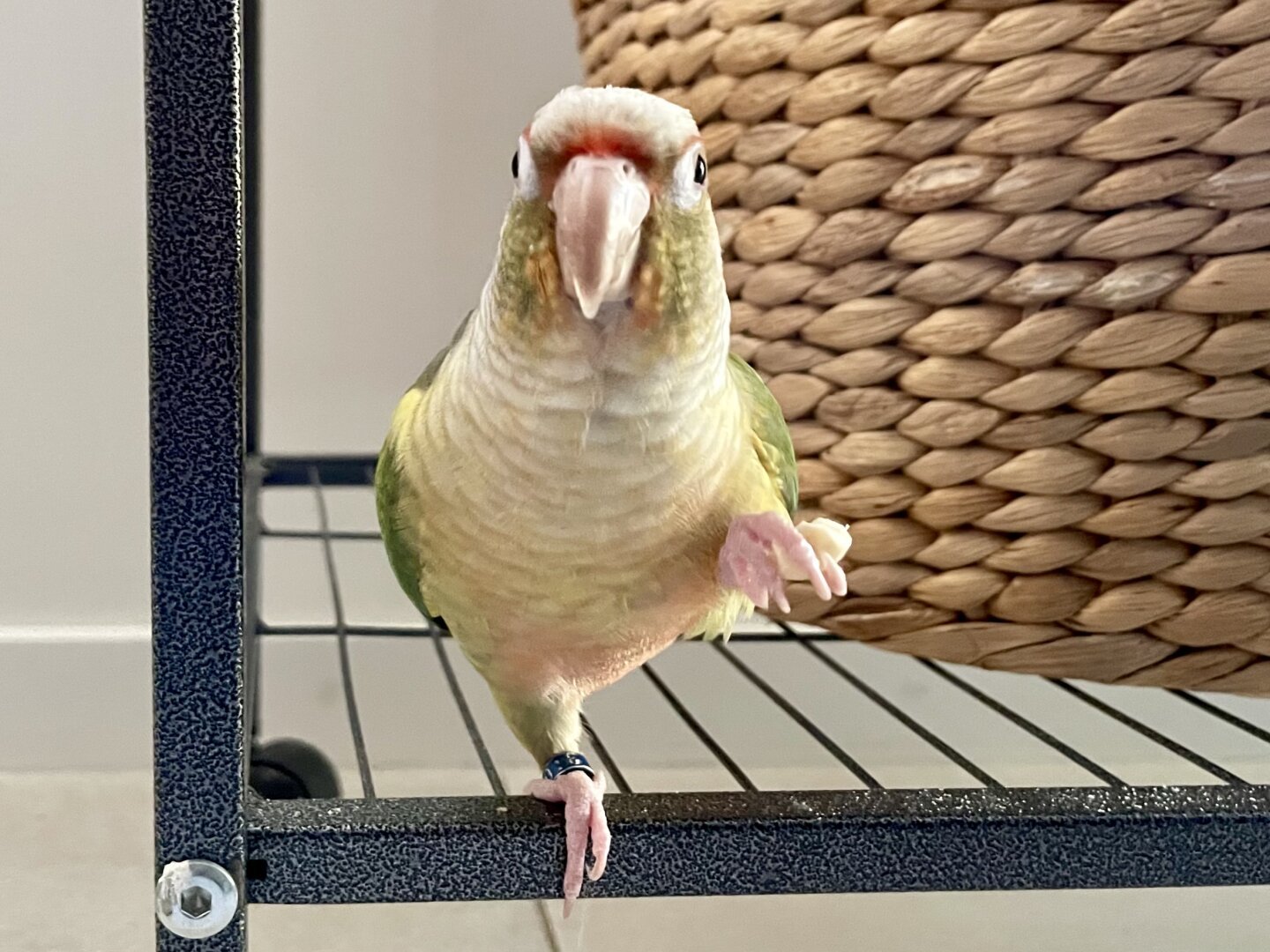 A yellow and green parrot holding a cashew in his left claw. He stands on his right foot on the bottom rung of his cage. A basket sits beside him.