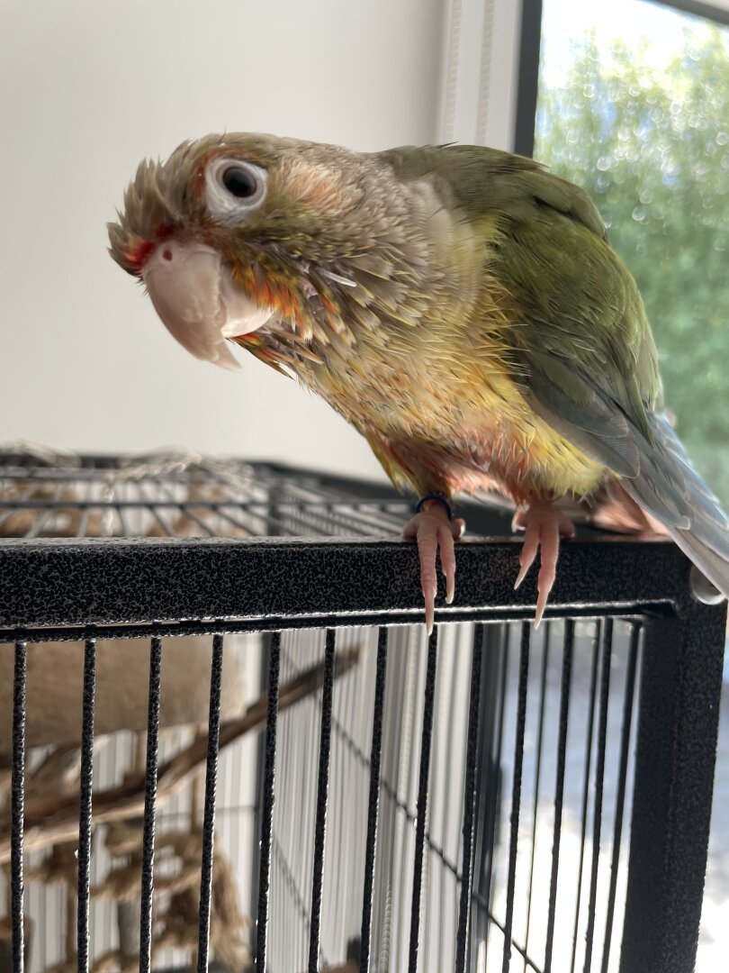 A very wet green and yellow parrot with his head tilted. He is perched in his cage.