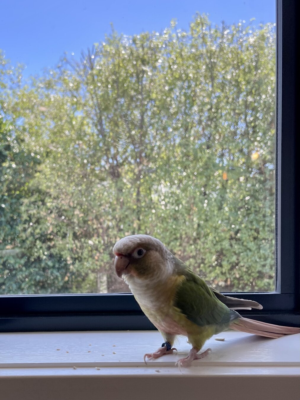 A slightly silhouetted yellow and green parrot on a white window sill. Outside, a cut hedge and brilliant blue skies.