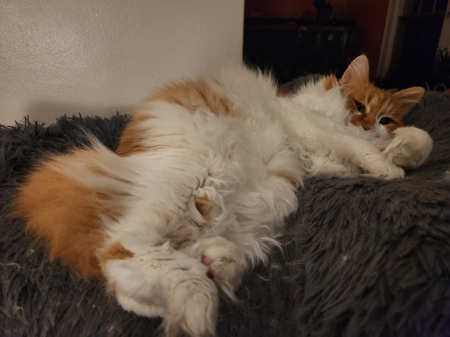 Orange and white cat sleeping on a fluffy blanket